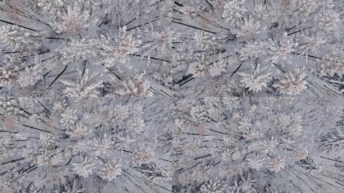波兰冬季白色森林的鸟瞰图。