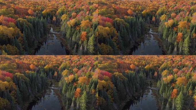 秋天景观中被彩树包围的湖湾平静水面的鸟瞰图。加拿大安大略省的阿尔冈昆省立公园