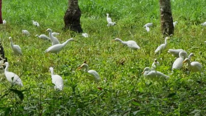一群白鹭在印度喀拉拉邦的一个农场觅食。
