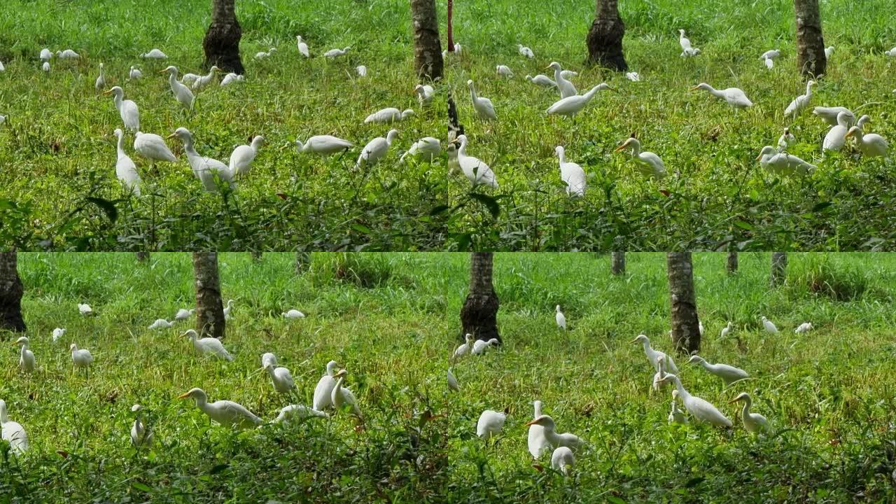 一群白鹭在印度喀拉拉邦的一个农场觅食。