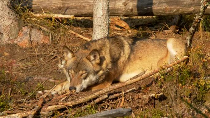 睡在野外的欧亚狼。