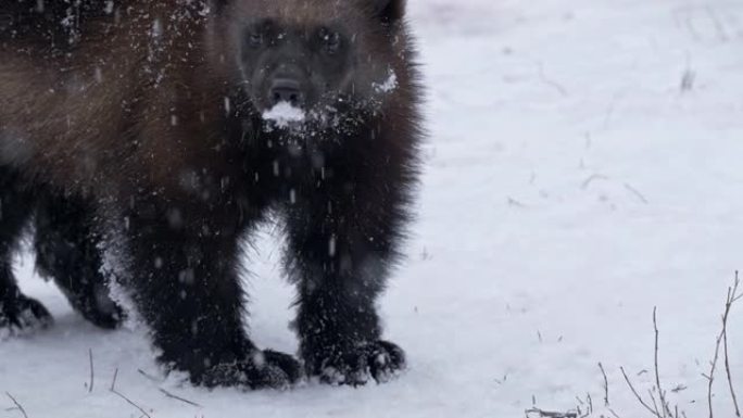 在下雪的天气中，金刚狼嗅探地面寻找食物的特写镜头