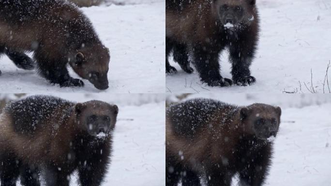 在下雪的天气中，金刚狼嗅探地面寻找食物的特写镜头
