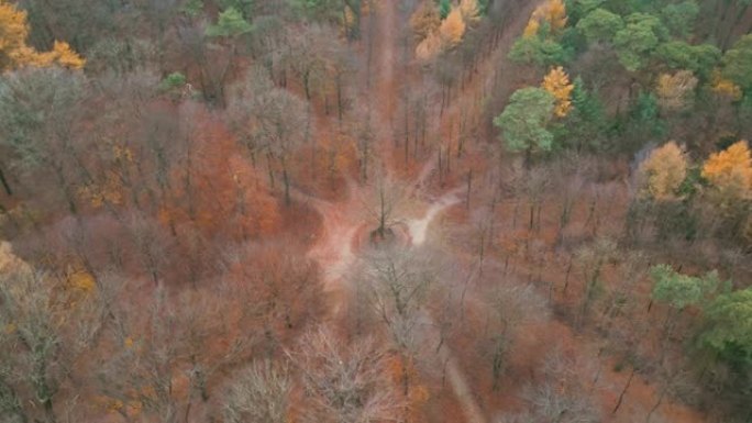秋天树木的航拍视频汇聚到De Hoge Veluwe国家公园的中央树