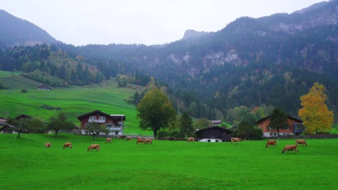 瑞士农村的奶牛农场