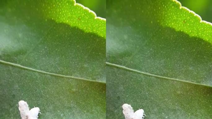 越南芒果树上的flatid植物漏斗的若虫受伤。