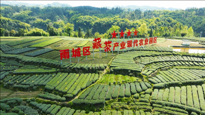 川茶种植基地雅安雨城区藏茶产业园区航拍