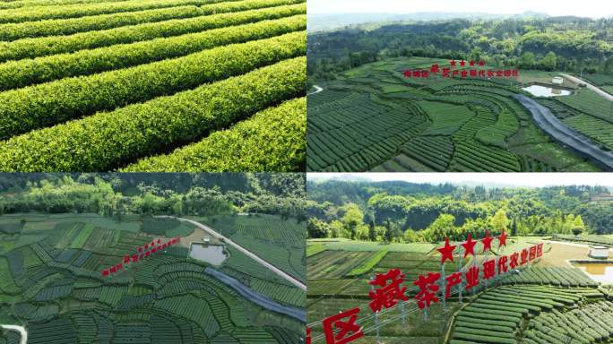 川茶种植基地雅安雨城区藏茶产业园区航拍