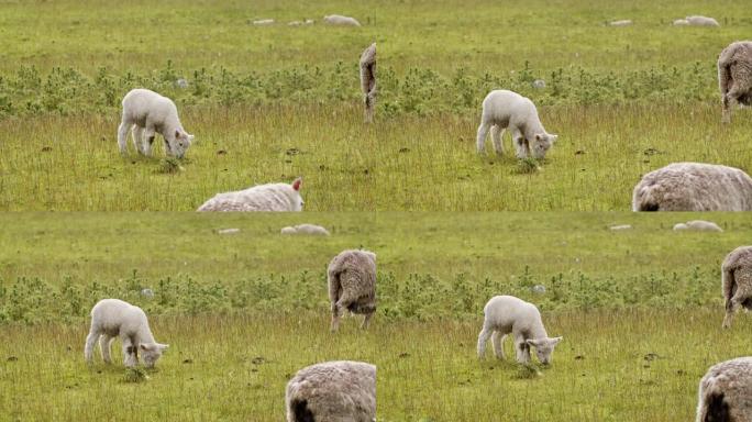 在新西兰阳光明媚的日子里，小羊在开阔的草地上放牧
