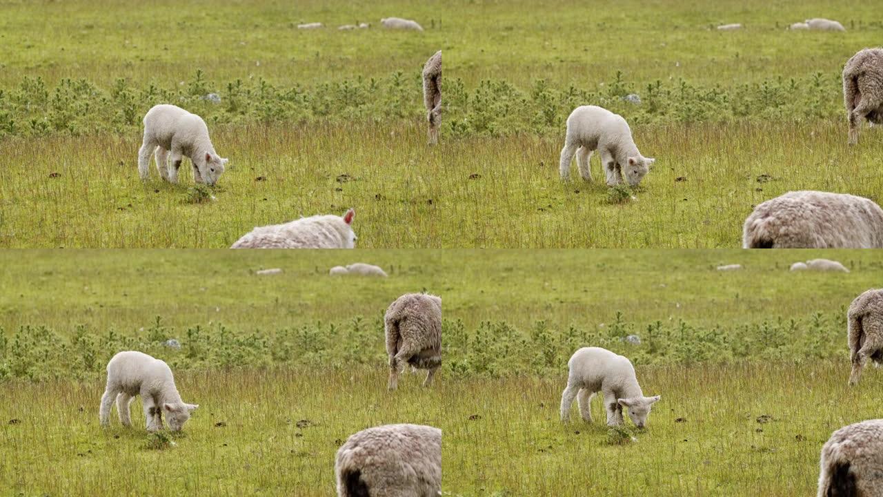 在新西兰阳光明媚的日子里，小羊在开阔的草地上放牧