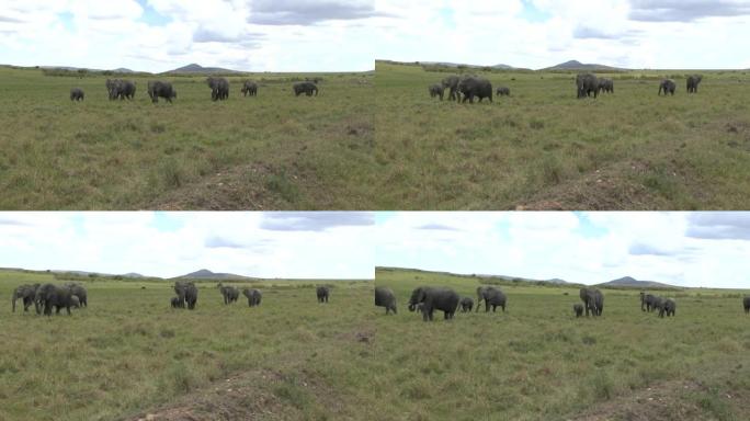 肯尼亚安博塞利国家公园、东萨沃和西萨沃国家公园的大象