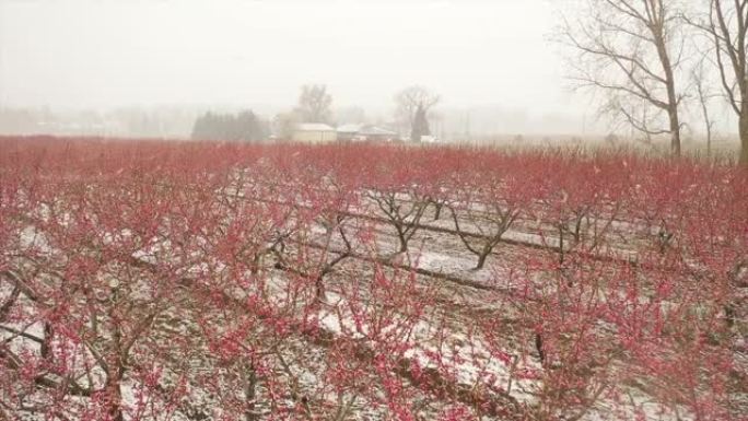 盛开的桃树，盛开的雪