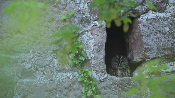 猫头鹰坐在岩石脸上的洞里的特写镜头