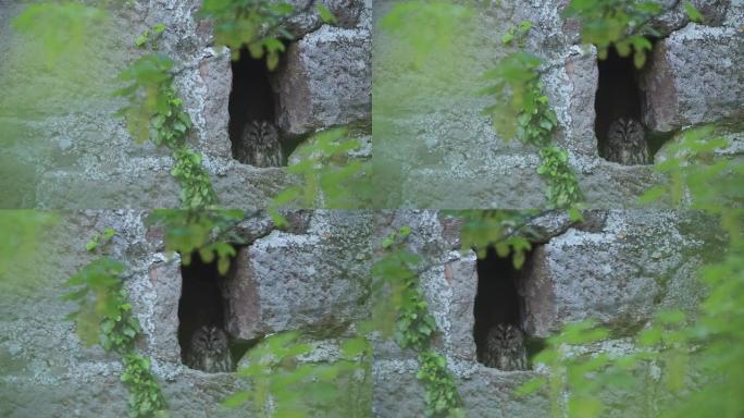 猫头鹰坐在岩石脸上的洞里的特写镜头