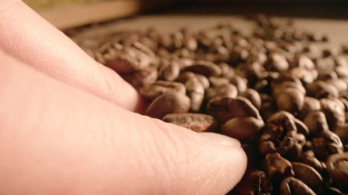 在咖啡豆上移动手特写展示农作物