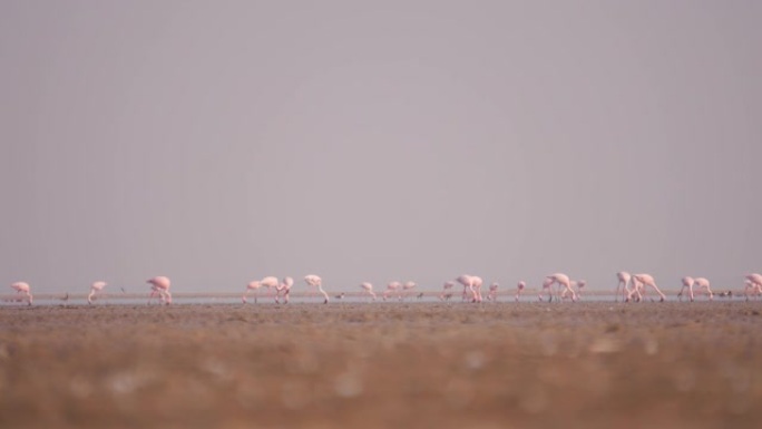 在印度古吉拉特邦库奇的小兰恩拍摄了一群火烈鸟的4k照片。粉红色的火烈鸟在库奇沙漠的蓝色盐湖上行走。野