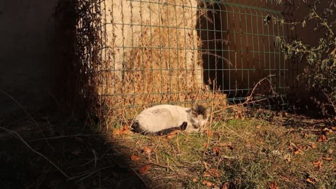 流浪猫在立冬的一个寒冷的夜晚后晒日光浴。
无家可归的猫在后院晒太阳。
弱小的猫。
街上的宠物，宠物。