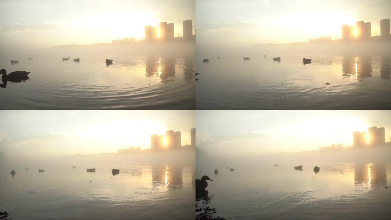 日落时池塘里雾蒙蒙的风景，两只鸭子在城市背景上游泳