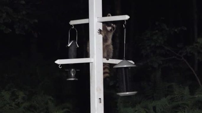 年轻可爱的好奇浣熊爬到岗位上晚上在喂鸟器里吃饭
