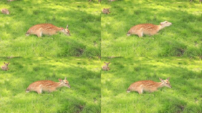 一群鹿躺在草地上，在野外的树荫下休息。