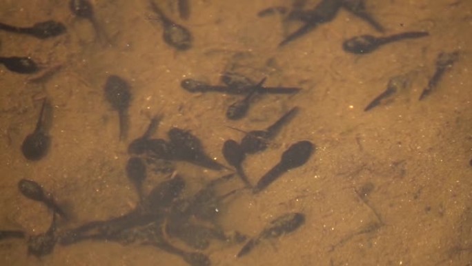 许多青蛙蝌蚪在水坑里游泳