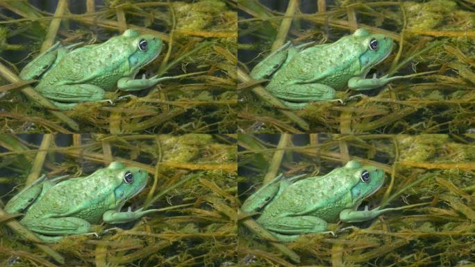 可食用蛙是沼泽蛙和池蛙的杂种。