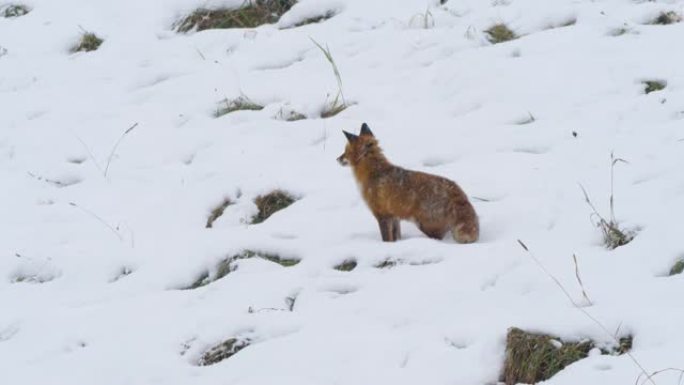 野生红狐狸 (Vulpes vulpes) 在树林边缘的雪原中。自然界中的野生动物。野兽。赤狐 (V