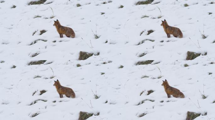 野生红狐狸 (Vulpes vulpes) 在树林边缘的雪原中。自然界中的野生动物。野兽。赤狐 (V