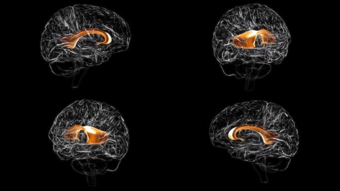 脑胼胝体解剖医学概念3D动画