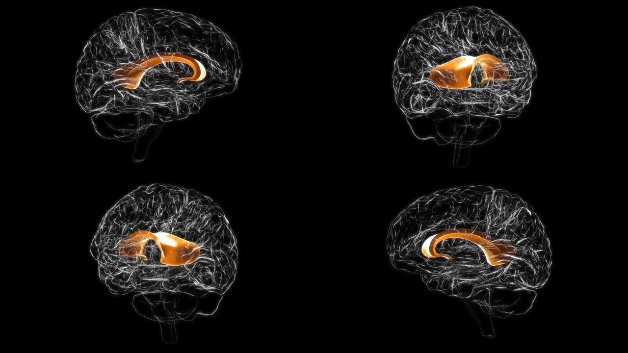 脑胼胝体解剖医学概念3D动画