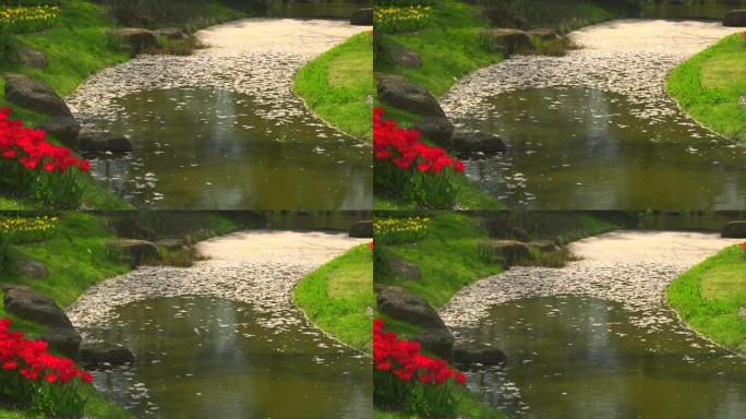 河上漂浮的樱花花瓣