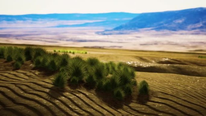 有灌木和草地的平坦沙漠
