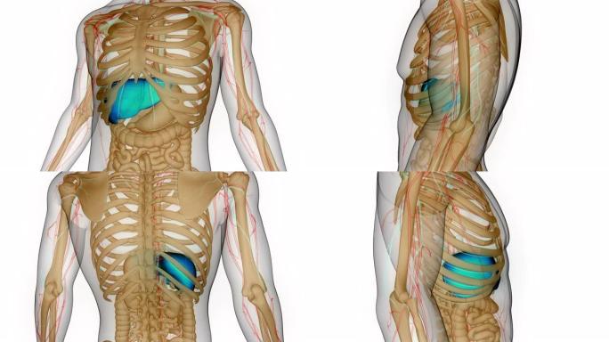 人体内消化器官肝脏解剖动画概念
