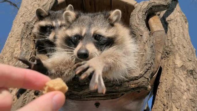 两只可爱的浣熊的慢动作镜头用他们的小手从人手中拿出一些面包块，贪婪地吃东西。