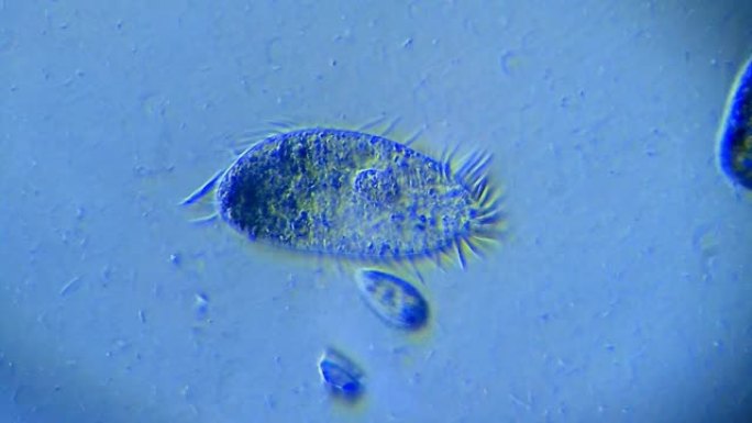 纤毛微生物生物学研究科学知识单细胞动物