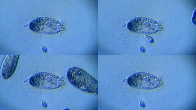 纤毛微生物生物学研究科学知识单细胞动物