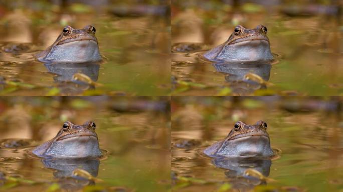 在池塘中休息的欧洲普通青蛙或Rana Temporaria的特写镜头