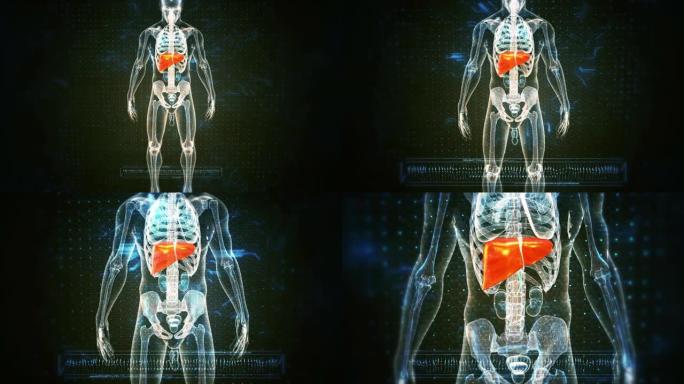 人体肝脏解剖与消化器官