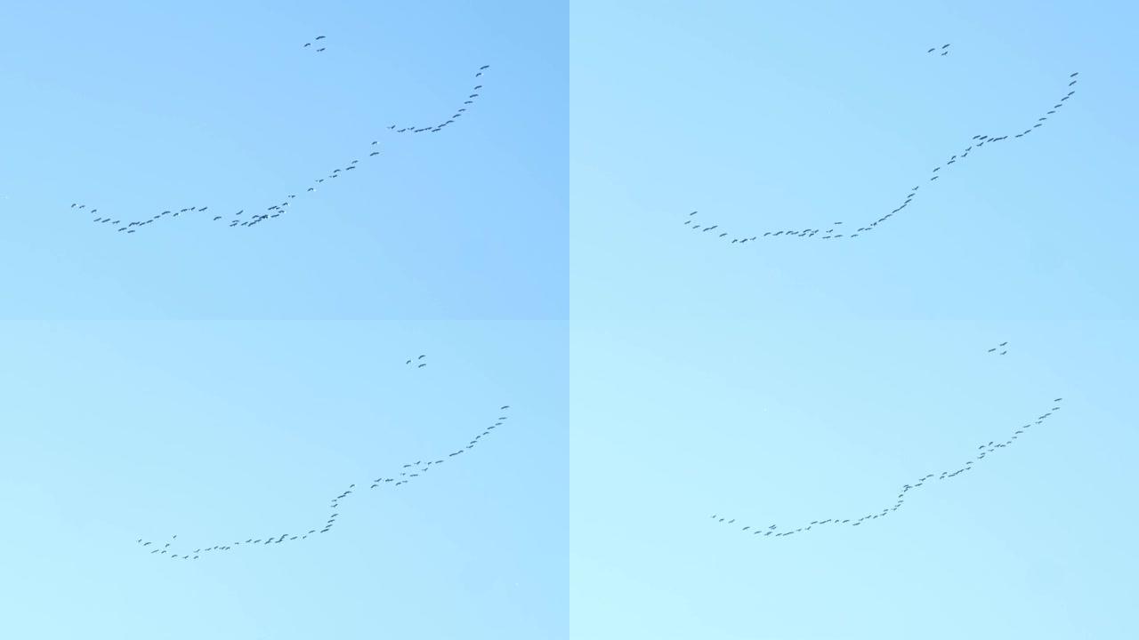 一群起重机像楔子一样飞向蓝天。候鸟。鸟类学