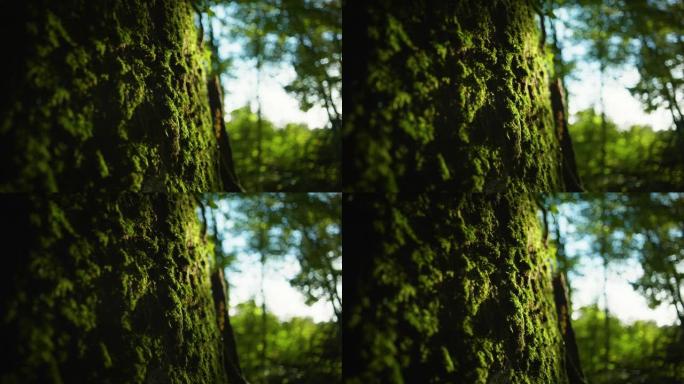 4k电影拍摄的森林树上暗淡的灯光。(2)