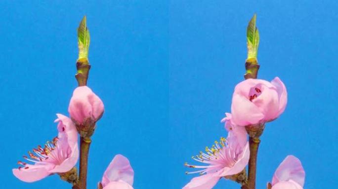 黑色背景下盛开的桃花以垂直格式延时4k视频。春天李的视频。垂直构图，智能手机视图。