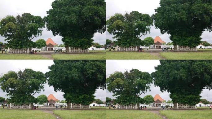 印度尼西亚日惹开放地区阿伦阿伦的双胞胎榕树、布林林树或榕树