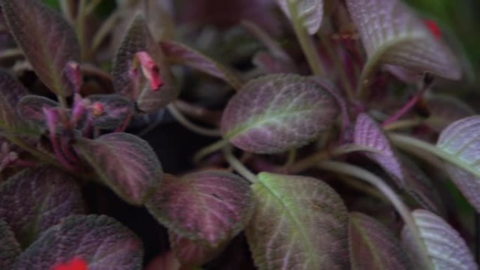 红色紫罗兰色cupreata，非洲紫罗兰色，支持音频的视频，鸟鸣周围