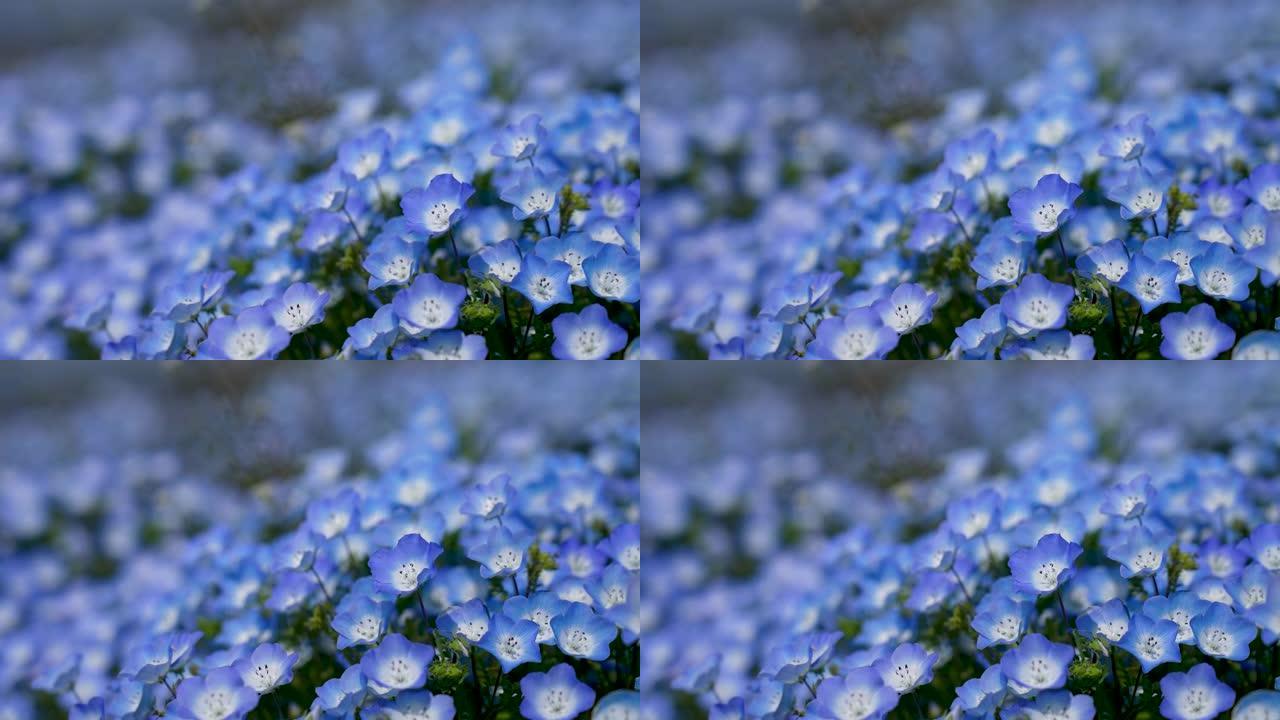 平移小蓝花 “Nemophila” 的4k视频。
