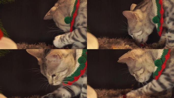 可爱的可爱的猫在圣诞服装玩圣诞玩具。美丽的特写肖像镜头。大眼睛。假期背景与冬天温暖的感觉。