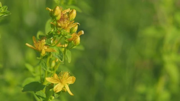 在野生开花的金丝桃中。黄花贯叶连翘，一种草药。