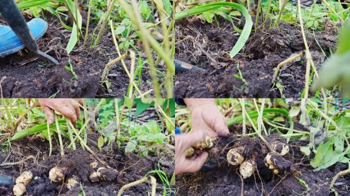 农民挖了菊芋或土梨。