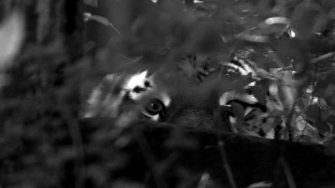 4k120 fps大雄西伯利亚虎的超慢动作视频，豹蒂格里斯阿尔泰卡在森林里行走，在早晨太阳光线下在国