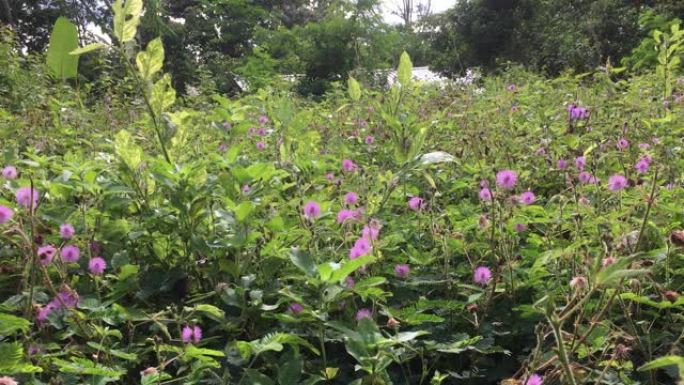 草、花与竹树和旧废墟建筑