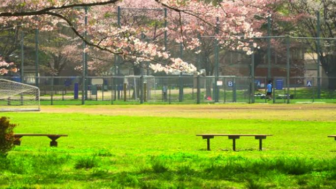 樱花树和公园景色美景花枝